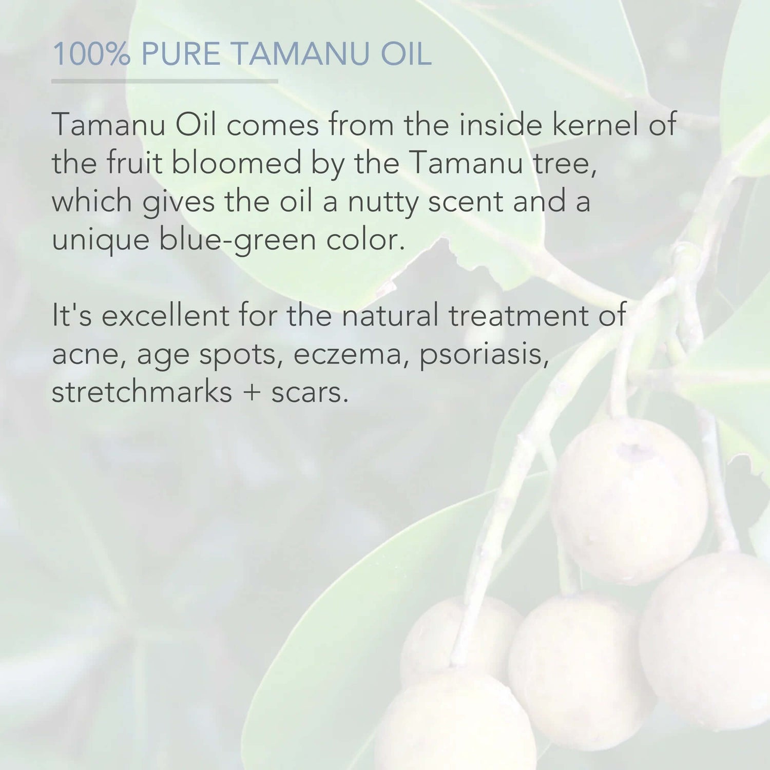 Cold Pressed Tamanu Oil, 4 Fl Oz - Calms Irritated Skin - Moisturises Dry Scaly Skin - by